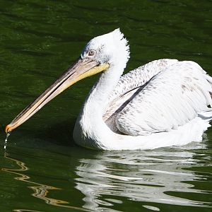 Dalmatian pelican (Pelecanus crispus), 2022-06-15
