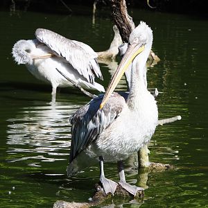 Dalmatian pelican (Pelecanus crispus), 2022-06-15
