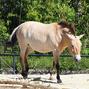 Przewalski's horse (Equus ferus przewalskii), 2022-06-15