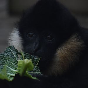 Northern white-cheeked gibbon eating