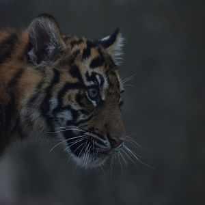 Tiger cub portrait
