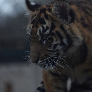 Tiger cub portrait