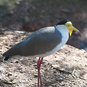 Masked lapwing (Vanellus miles), 2022-06-15