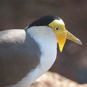 Masked lapwing (Vanellus miles), 2022-06-15