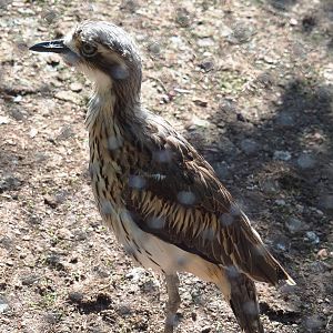 Bush stone-curlew (Burhinus grallarius), 2022-06-15