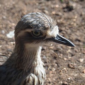 Bush stone-curlew (Burhinus grallarius), 2022-06-15