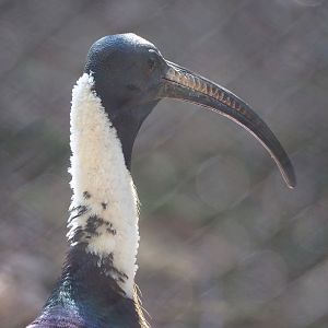 Straw-necked ibis (Threskiornis spinicollis), 2022-06-15