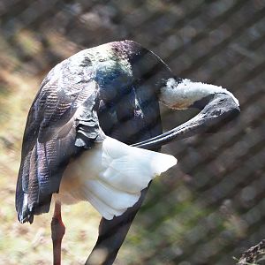 Straw-necked ibis (Threskiornis spinicollis), 2022-06-15