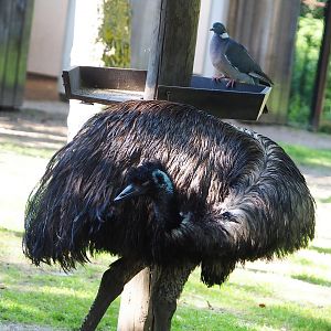 Emu (Dromaius novaehollandiae) and Wild Common wood pigeon (Columba palumbus), 2022-06-15