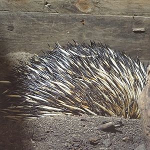 South-east Australian short-beaked echidna (Tachyglossus aculeatus aculeatus), 2022-06-15