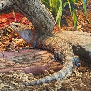 Eastern blue-tongued skink (Tiliqua scincoides scincoides), 2022-06-15