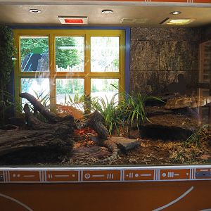 Eastern blue-tongued skink terrarium, 2022-06-15