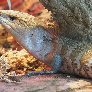 Eastern blue-tongued skink (Tiliqua scincoides scincoides), 2022-06-15