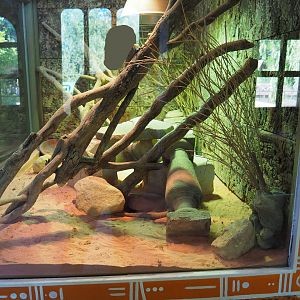 Spiny-tailed monitor terrarium, 2022-06-15