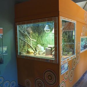 Spiny-tailed monitor terrarium, 2022-06-15