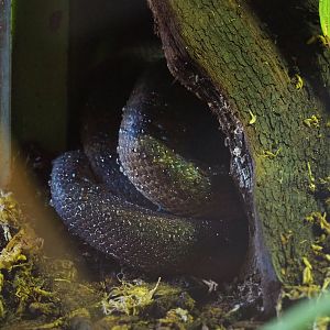 Children’s python (Antaresia childreni), 2022-06-15