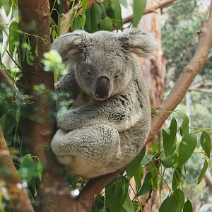 Koala (Phascolarctos cinereus), 2022-06-15