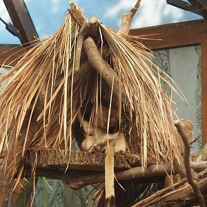 Goodfellow's tree kangaroo tree hut, 2022-06-15