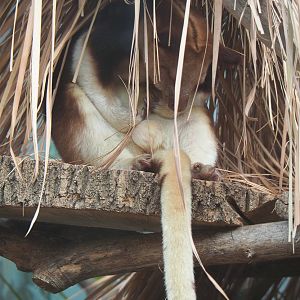 Goodfellow's tree kangaroo (Dendrolagus goodfellowi buergersi), 2022-06-15