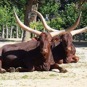 Ankole-Watusi cattle (Bos taurus indicus X B. t. taurus), 2022-06-15
