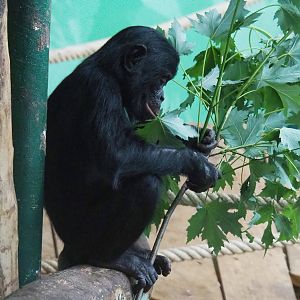 Bonobo (Pan paniscus), 2022-06-15