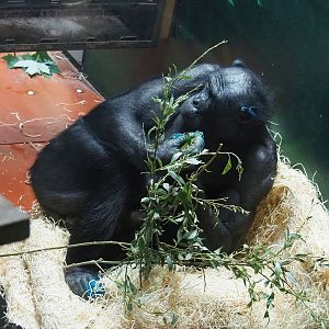 Bonobo (Pan paniscus), 2022-06-15