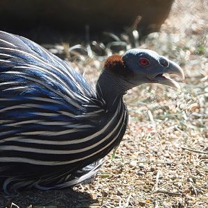 Vulturine guineafowl (Acryllium vulturinum), 2022-06-15