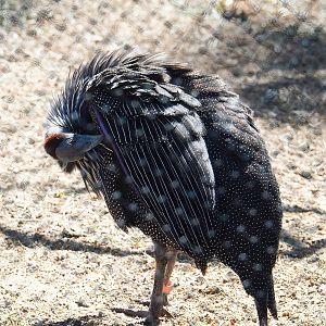 Vulturine guineafowl (Acryllium vulturinum), 2022-06-15