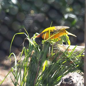 Male Village weaver (Ploceus cucullatus) collecting nesting material, 2022-06-15
