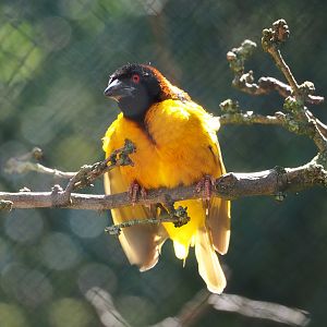 Male Village weaver (Ploceus cucullatus), 2022-06-15