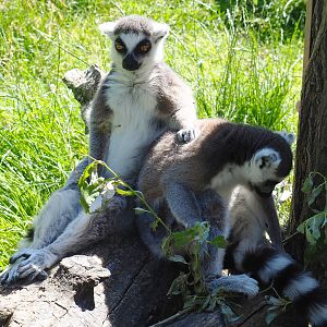 Ring-tailed lemurs (Lemur catta), 2022-06-15