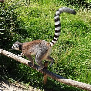 Ring-tailed lemur (Lemur catta), 2022-06-15