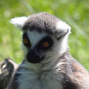 Ring-tailed lemur (Lemur catta), 2022-06-15