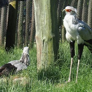 Secretary birds (Sagittarius serpentarius), 2022-06-15