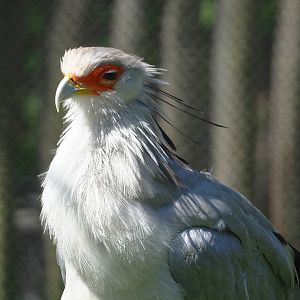 Secretary bird (Sagittarius serpentarius), 2022-06-15