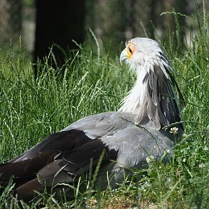 Secretary bird (Sagittarius serpentarius), 2022-06-15