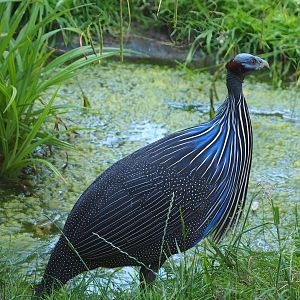 Vulturine guineafowl (Acryllium vulturinum), 2022-06-15
