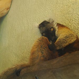 Female Black lemur (Eulemur macaco), 2022-06-15