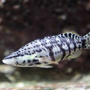 Harlequin bass (Serranus tigrinus)