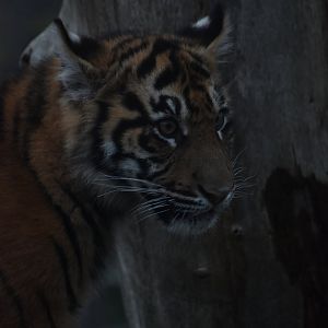 Tiger cub portrait