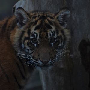 Tiger cub portrait