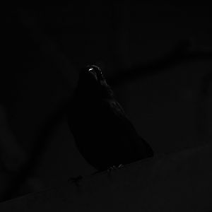 Ultramarine grosbeak silhouette