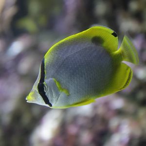 Spotfin butterflyfish (Chaetodon ocellatus)