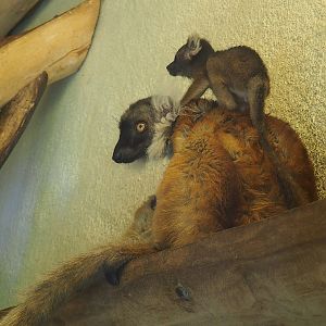 Female Black lemur (Eulemur macaco) with baby, 2022-06-15