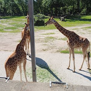 Feeding Kordofan giraffes (Giraffa camelopardalis antiquorum), 2022-06-15