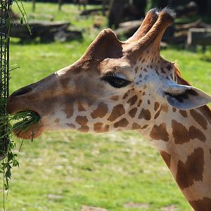 Feeding Kordofan giraffe (Giraffa camelopardalis antiquorum), 2022-06-15