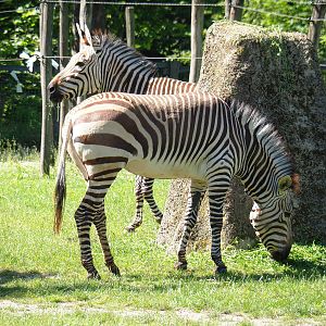Hartmann's mountain zebras (Equus zebra hartmannae), 2022-06-15
