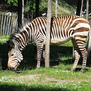 Hartmann's mountain zebra (Equus zebra hartmannae), 2022-06-15