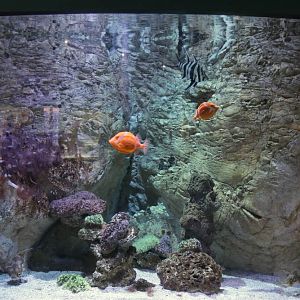 Tank 46 - South Coast of Australia