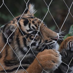 Sumatran tiger escape attempt